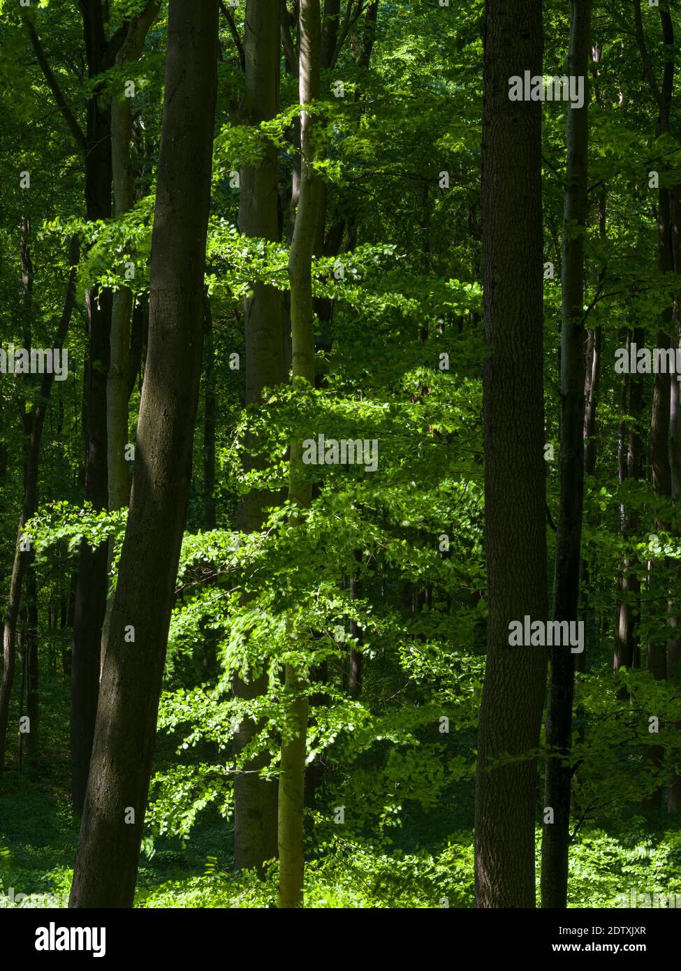 The woodland Hainich in Thuringia, National Park and  part of the UNESCO world heritage - Primeval Beech Forests of the Carpathians and the Ancient Be Stock Photo