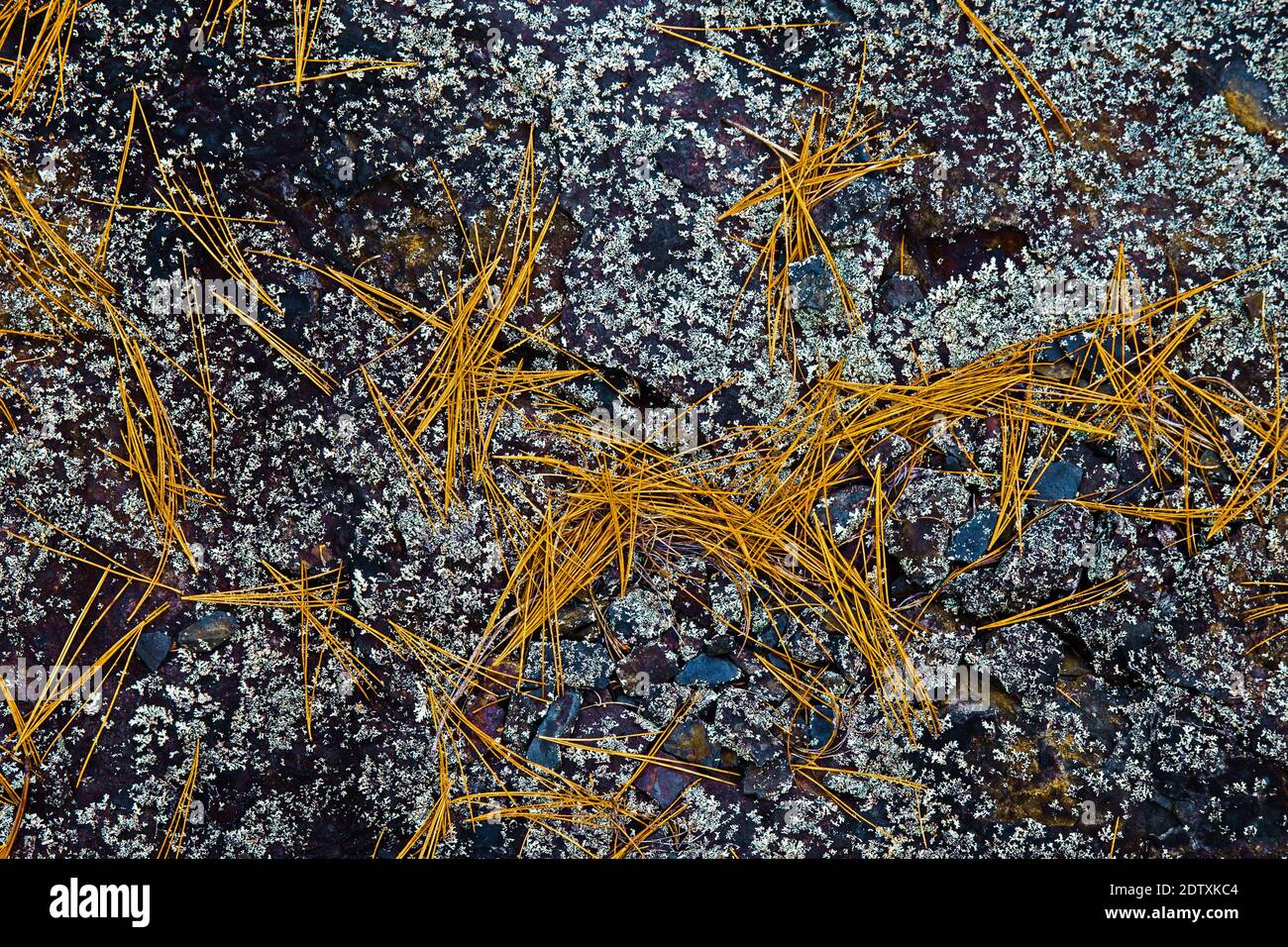 Fallen pitch pine needles on lichen encursted shale rock, Pocono Mountains, Pennsylvania Stock Photo
