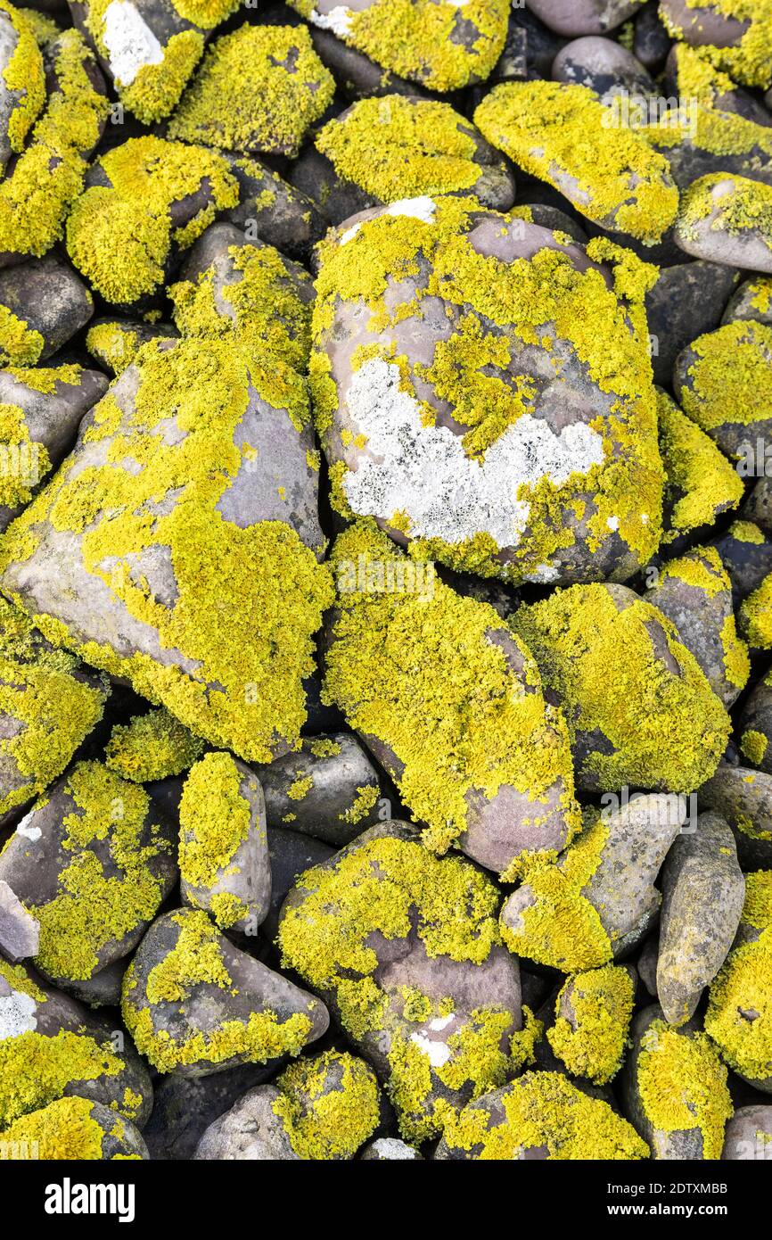 Lichen covered pebbles on the beach at Porlock Weir, Somerset UK Stock Photo