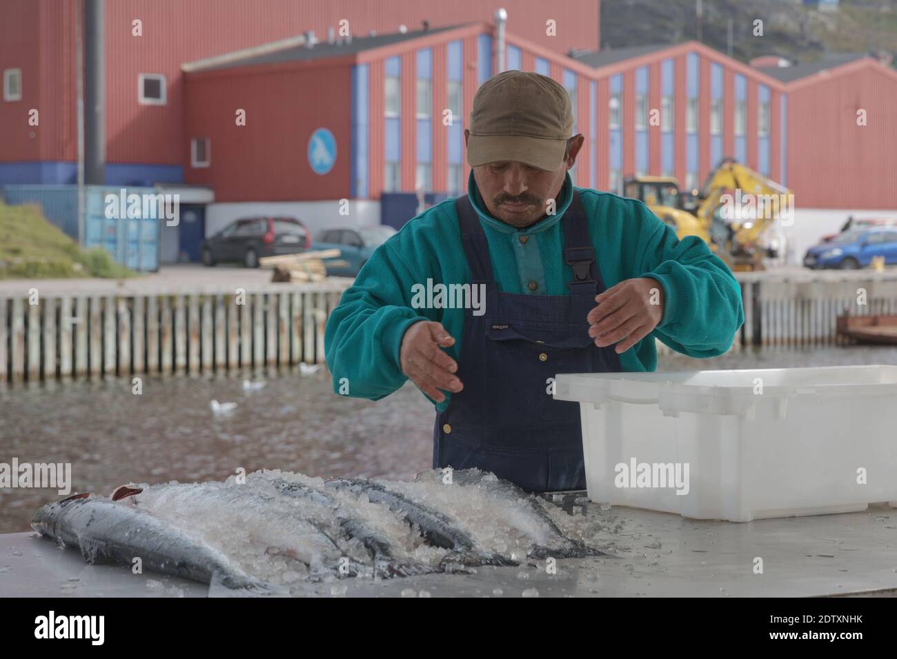 Qaqortoq, Greenland - August 28, 2017: Inuit eskimo man preparing fresh fish on a market in Qaqortoq Greenland. Stock Photo