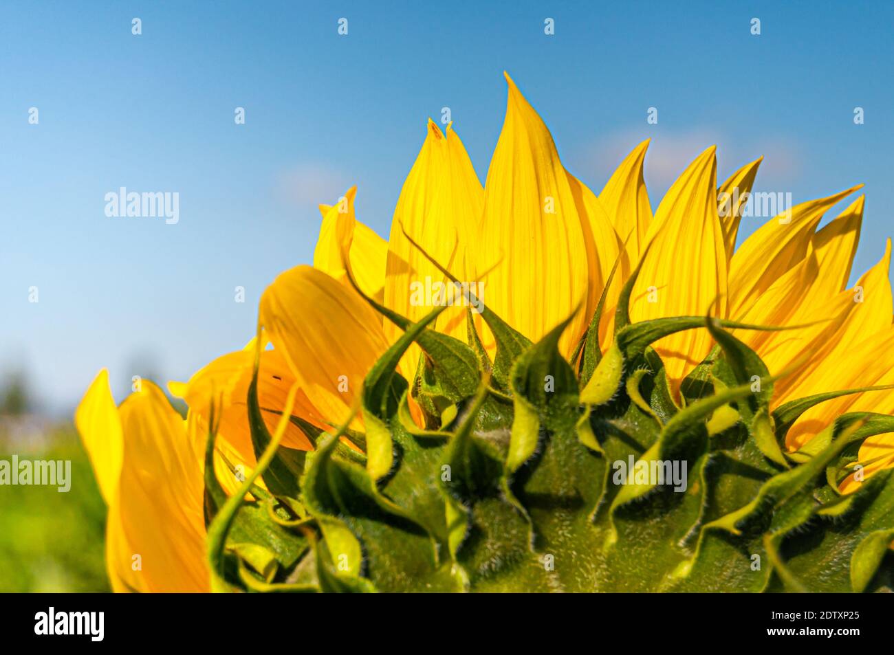 Sunflowers in the field with copy space Stock Photo - Alamy