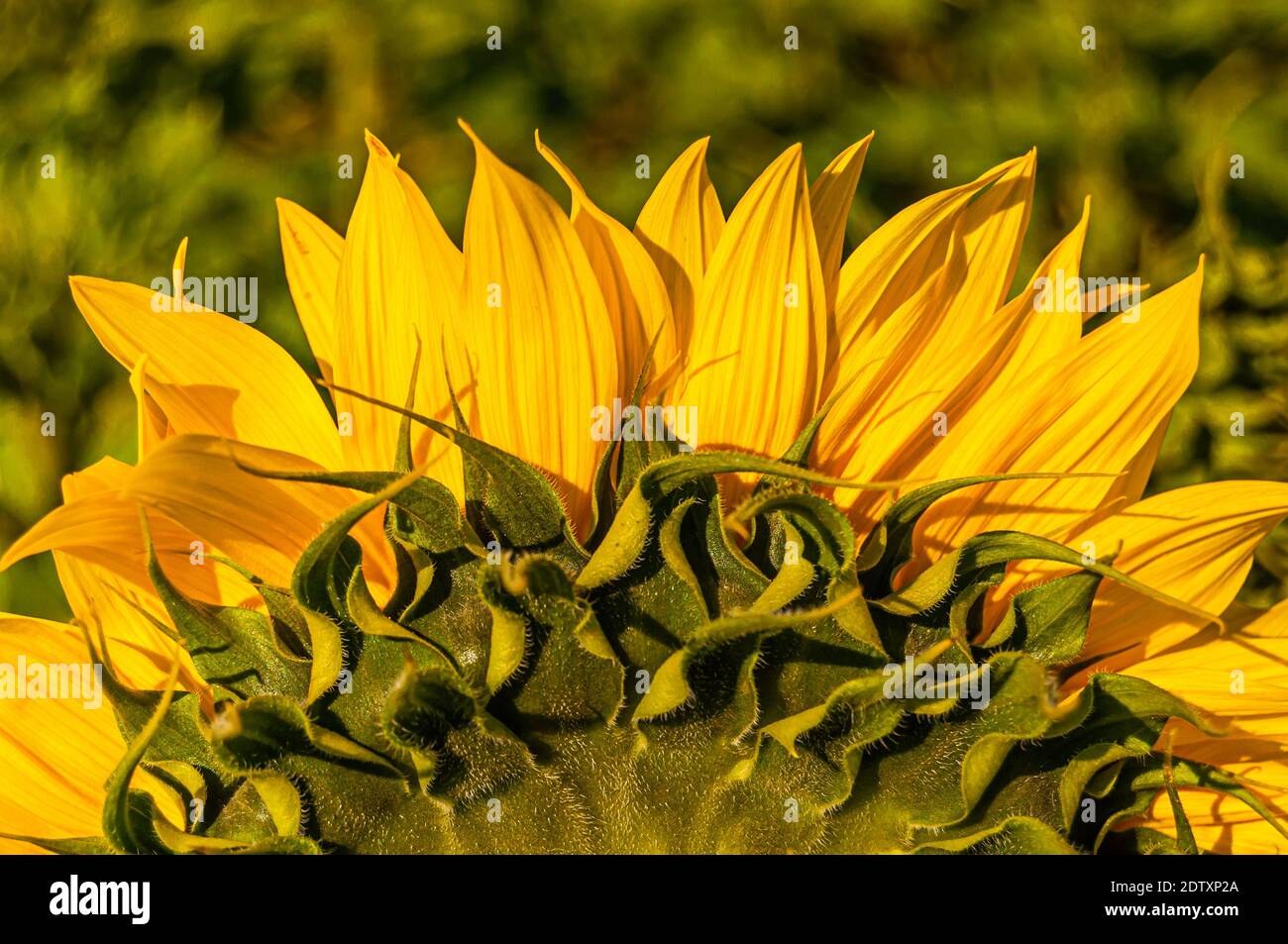 Sunflowers in the field with copy space Stock Photo - Alamy
