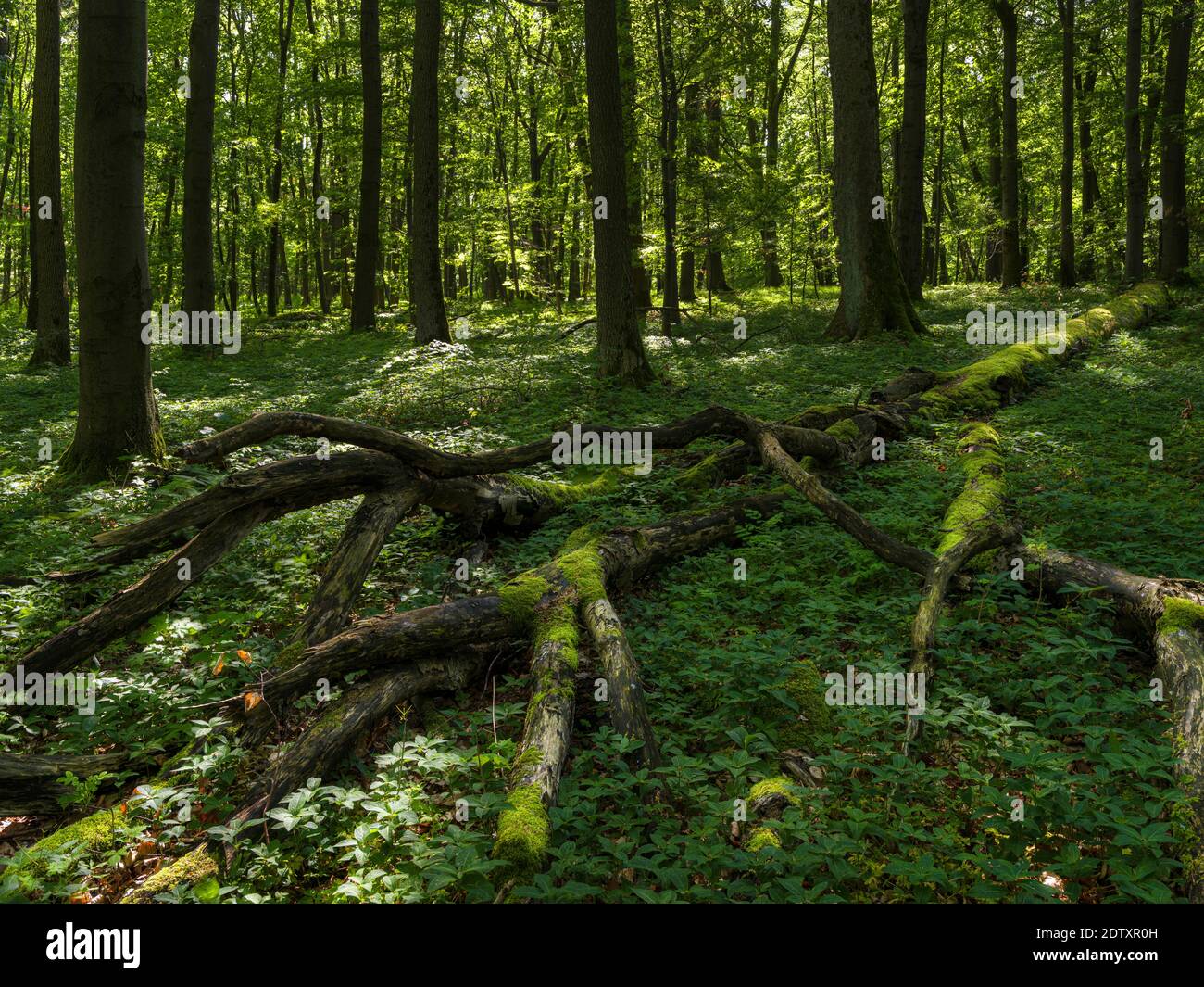 Deadwood, coarse woody debris and fallen trees in the NP.    The woodland Hainich in Thuringia, National Park and  part of the UNESCO world heritage - Stock Photo