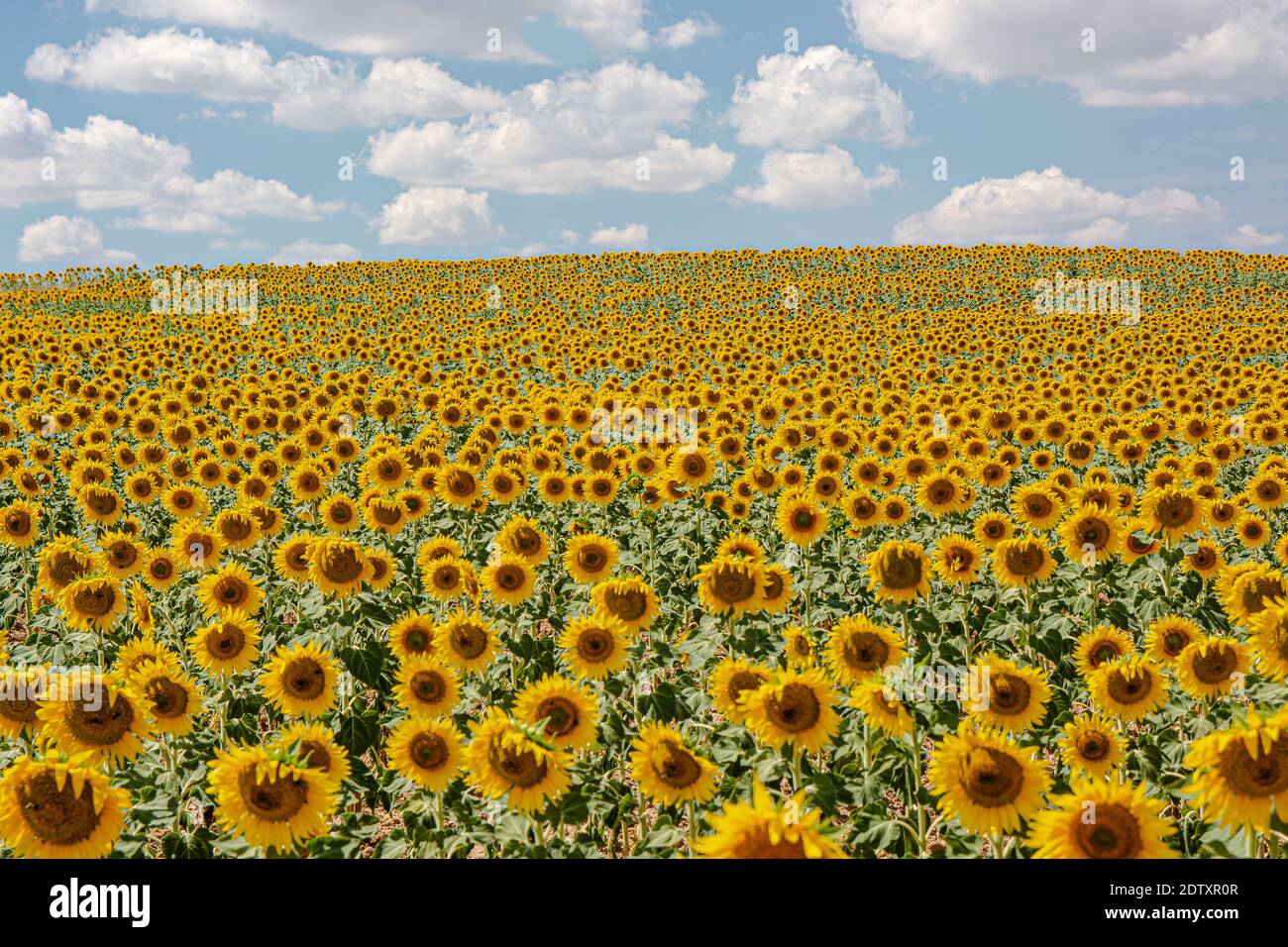Sunflowers in the field with copy space Stock Photo - Alamy