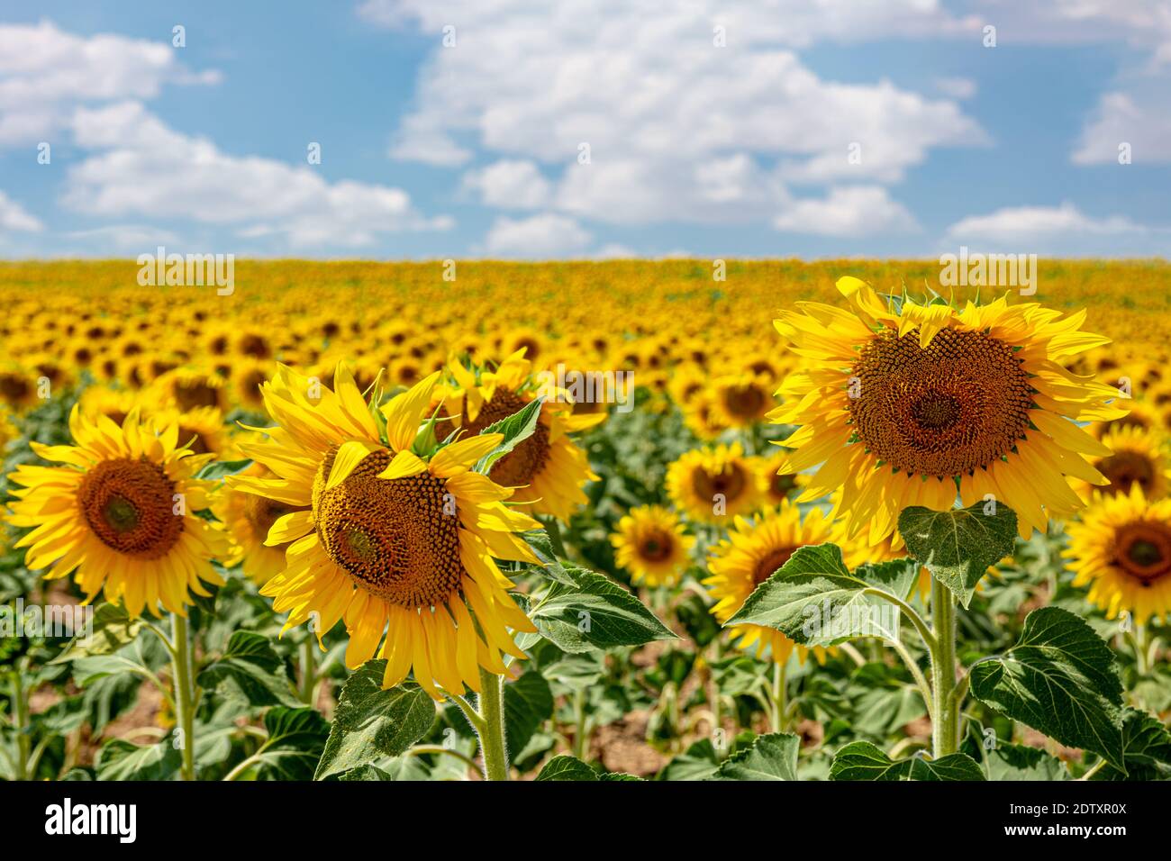 Sunflowers in the field with copy space Stock Photo - Alamy