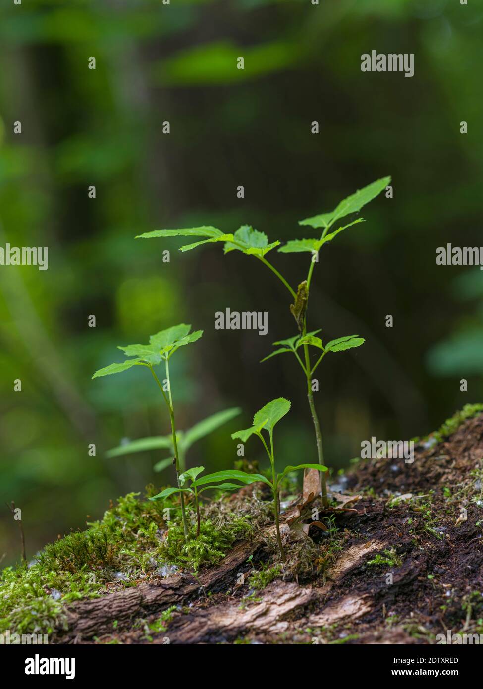 Seedling on dead wood.   The woodland Hainich in Thuringia, National Park and  part of the UNESCO world heritage - Primeval Beech Forests of the Carpa Stock Photo