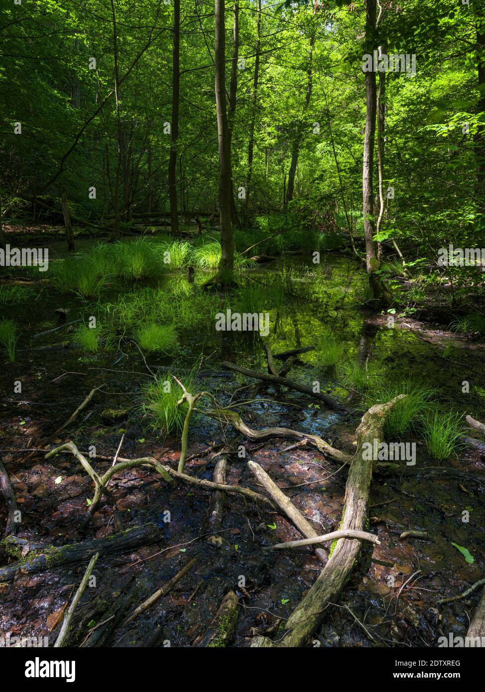 Pond with dead wood.  The woodland Hainich in Thuringia, National Park and  part of the UNESCO world heritage - Primeval Beech Forests of the Carpathi Stock Photo