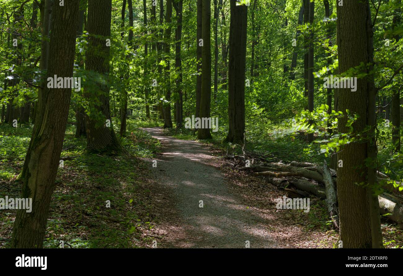 Hiking path in the NP.  The woodland Hainich in Thuringia, National Park and  part of the UNESCO world heritage - Primeval Beech Forests of the Carpat Stock Photo