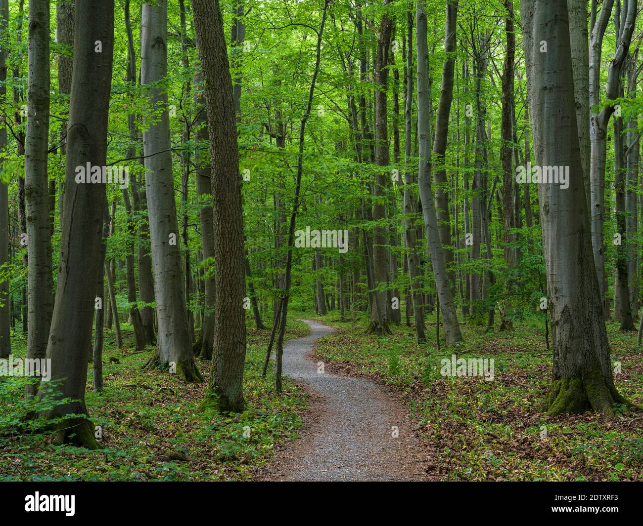 Hiking path in the NP.  The woodland Hainich in Thuringia, National Park and  part of the UNESCO world heritage - Primeval Beech Forests of the Carpat Stock Photo