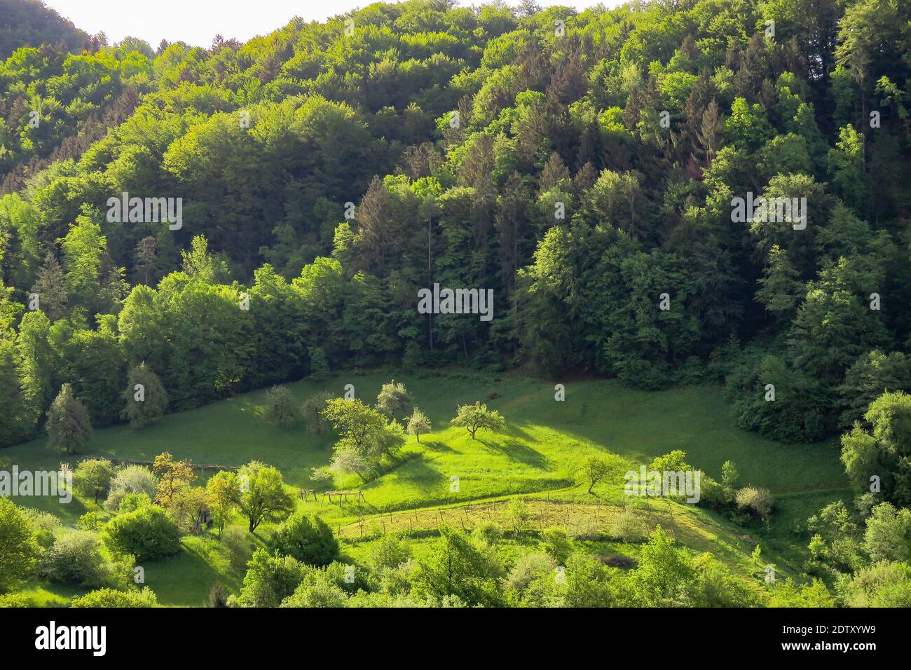 High Angle View Of Trees In Forest Stock Photo
