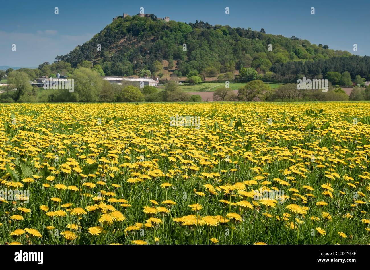 Dandelion Meadow below Beeston Castle in spring, Beeston, Cheshire