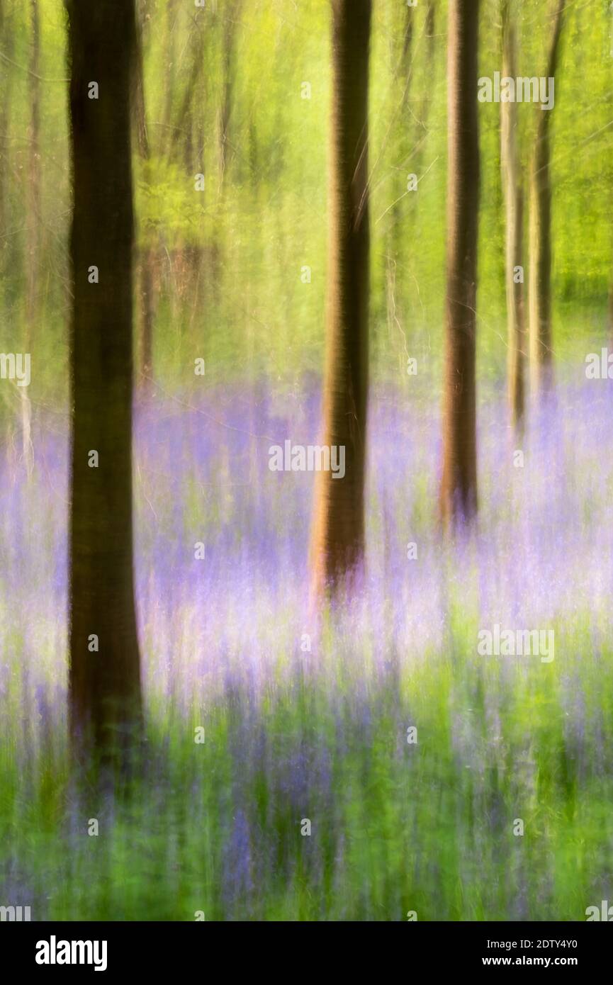 English Bluebells in UK Woodland Impressionistic Image using Intentional Camera Movement Technique Stock Photo