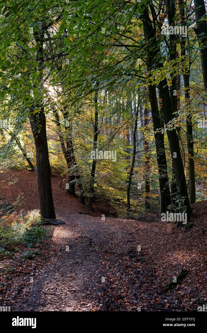 Woodland forest hi-res stock photography and images - Alamy