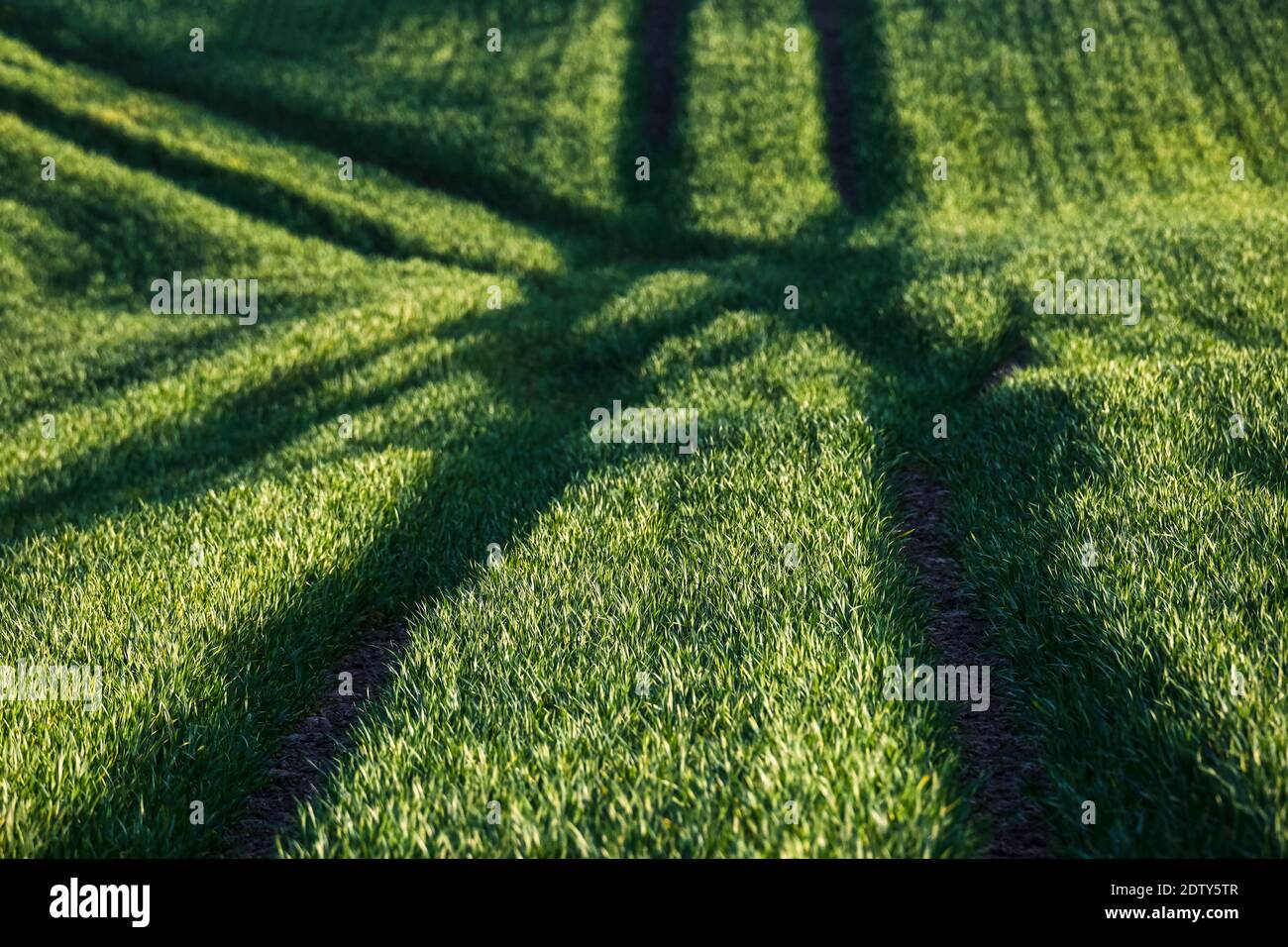 Crop Field Patterns, near Whitegate, Cheshire, England, UK Stock Photo