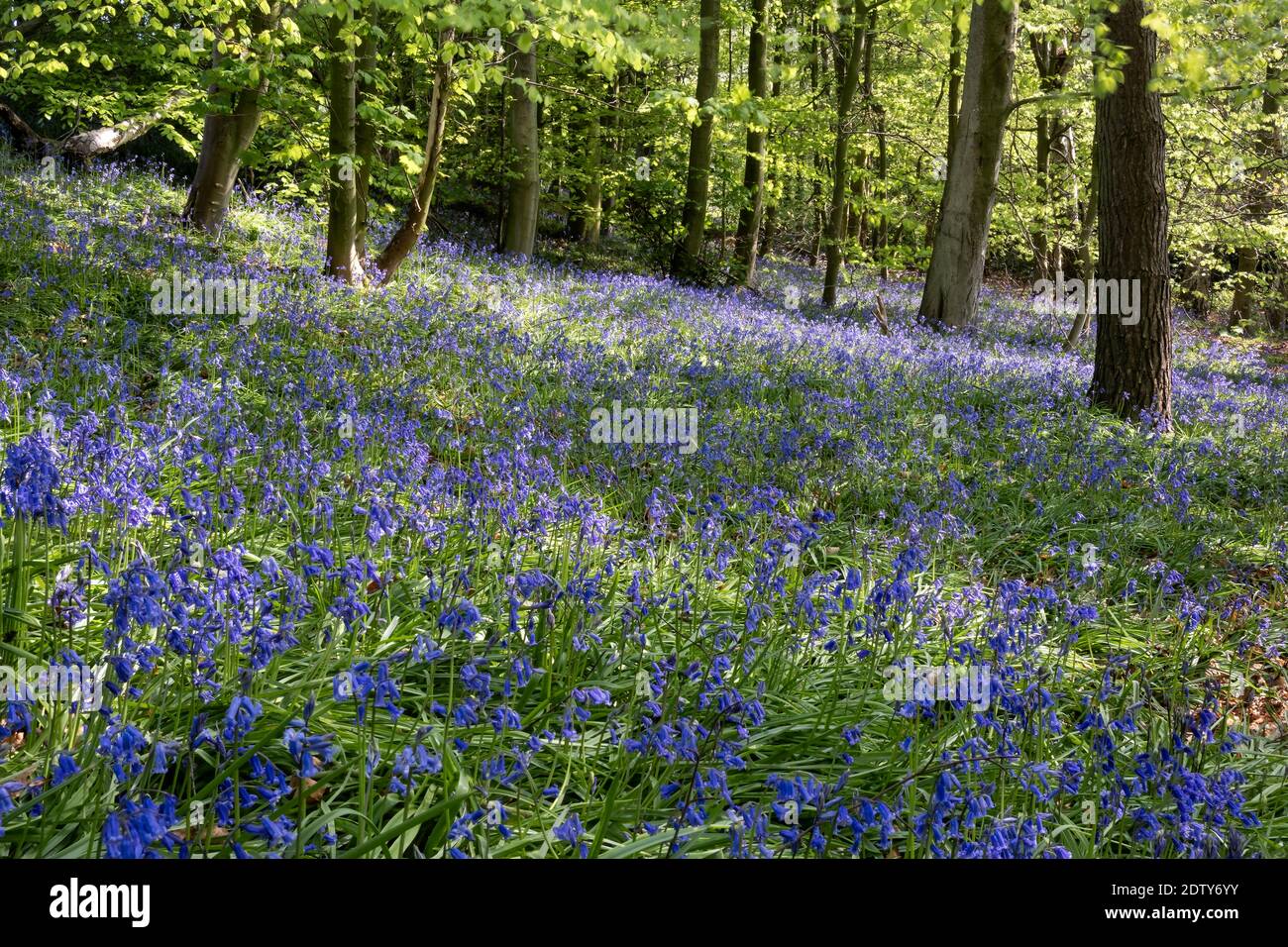 Common English Bluebells, Vale Royal Woods, Cheshire, England, UK Stock Photo