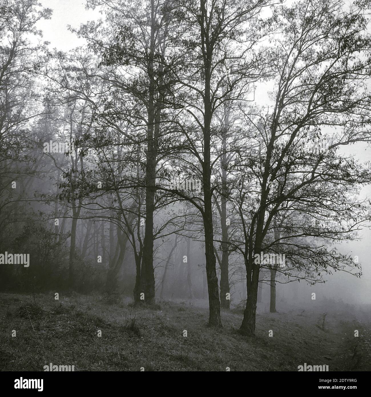 Climate deciduous trees hi-res stock photography and images - Alamy