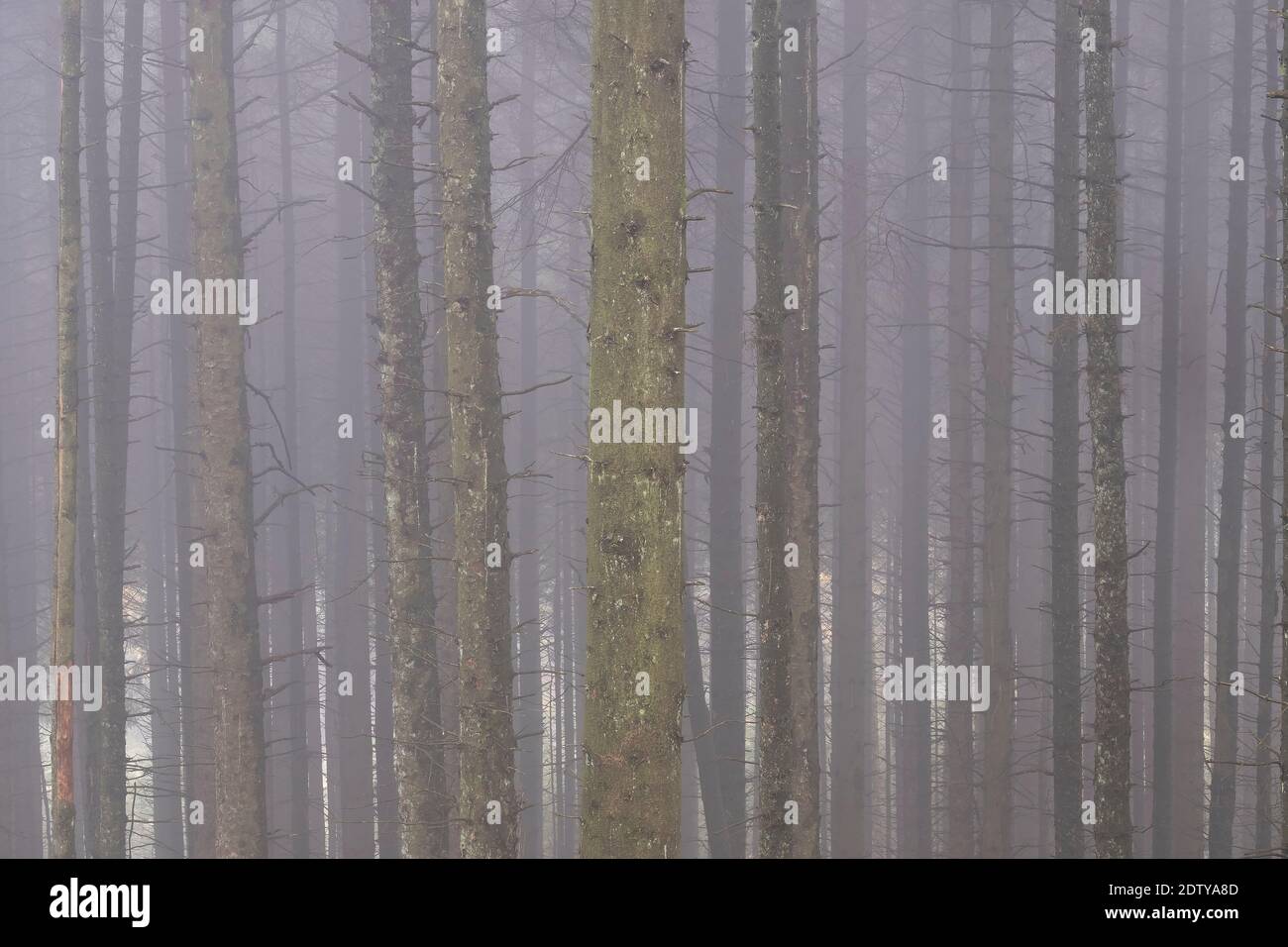 Tree Trunks in the fog, Macclesfield Forest, near Macclesfield, Cheshire, England, UK Stock Photo