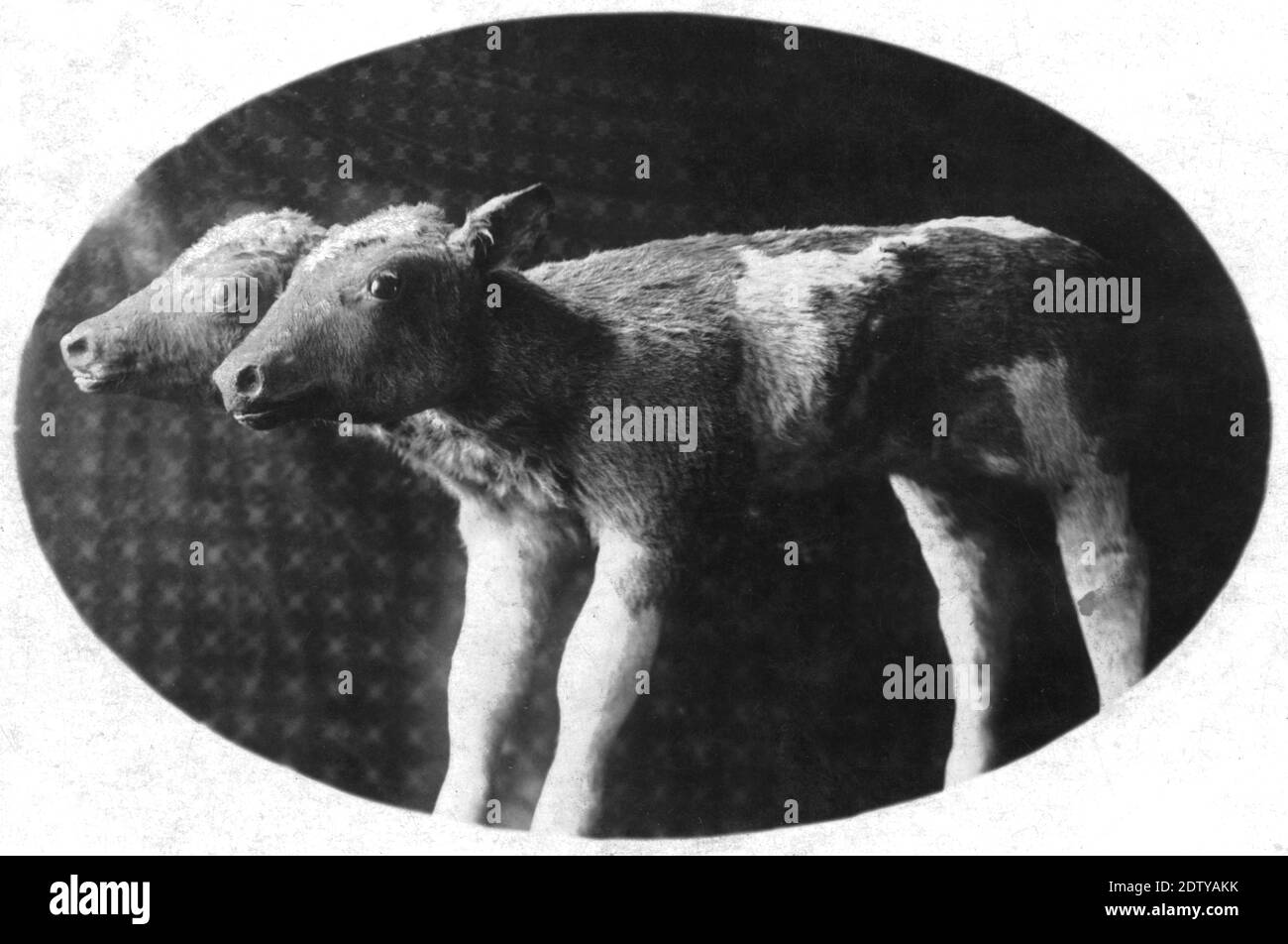 This 2-headed calf was most likely a real animal born of a normal cow.   Abnormal births have always happened, probably within most animal species, throughout history. In the 1800s, and maybe for then, such animals were sometimes stuffed and exhibited by small, traveling circuses and in the sideshows of larger circuses. City folk would have been quite shocked or impressed by such natural curiosities. This circa 1910 photograph would have been sold regularly at any sideshow or circus that had this exhibit.    To see my other circus-related images, Search:  Prestor  vintage  circus Stock Photo