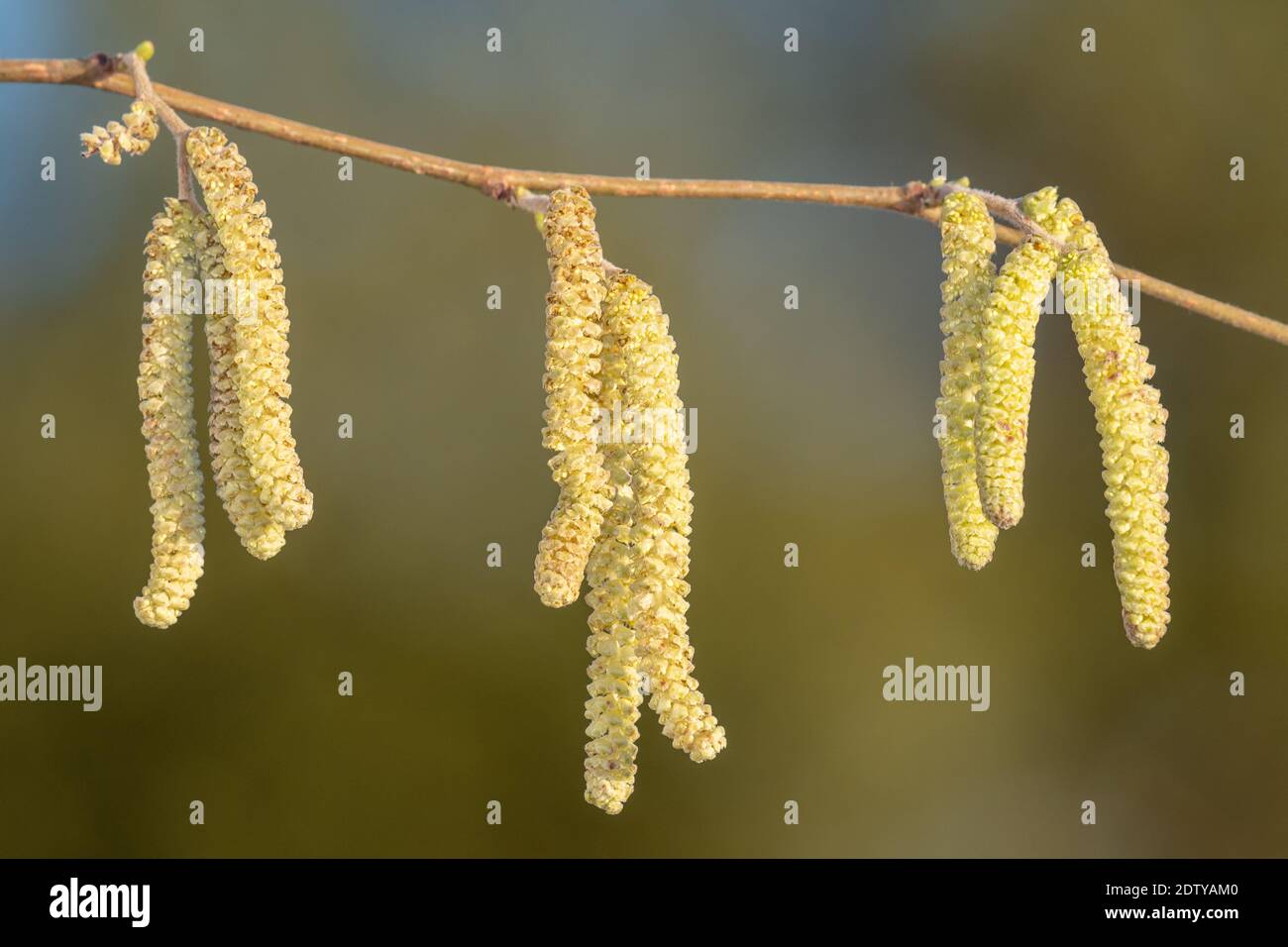 Mature male catkins on a Hazel tree (corylus avellana Stock Photo Alamy