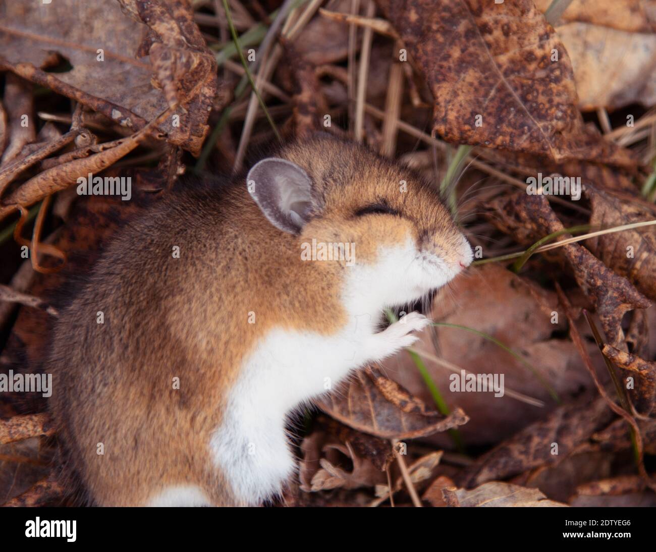 A mouse sleeps in a pile of leaves Stock Photo Alamy