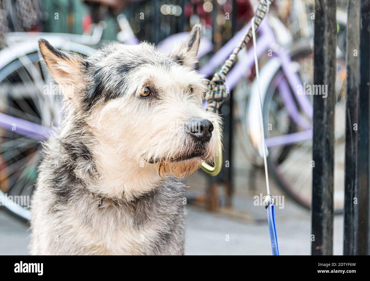 Pet dog tied to a metal structure in a city sidewalk Stock Photo