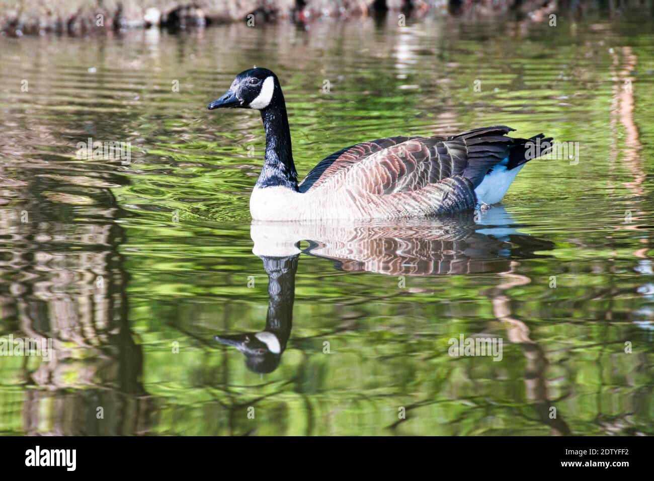 Canadian goose in the water of a pond Stock Photo