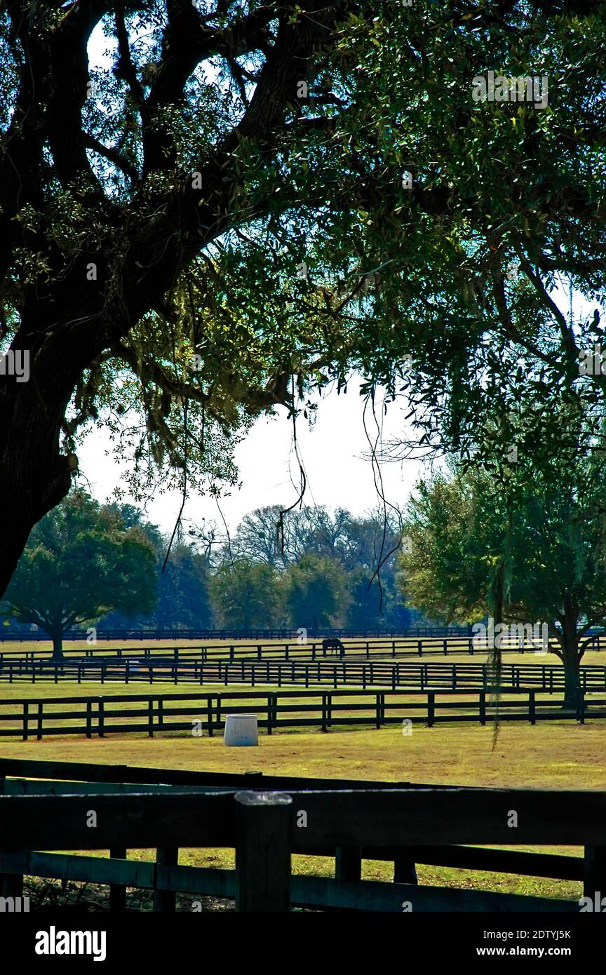 INDIAN Hills racing Horse Farm Ocalla Florida Stock Photo