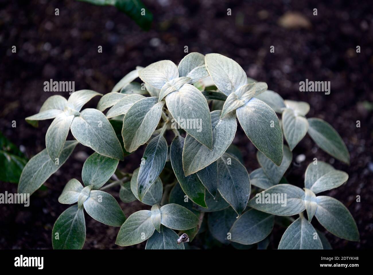 Strobilanthes gossypinus,evergreen leaves,silver grey fur,furry,silver grey foliage,leaves,attractive foliage plant,mounded,RM floral Stock Photo