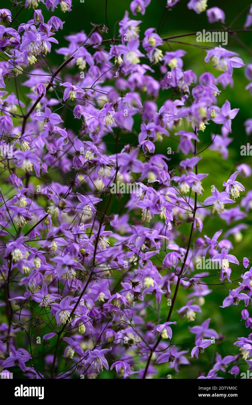 Thalictrum delavayi decorum, purple, lilac,allium, seedheads, seed heads, flowers, flower, flowering, mix, mixed, combination, perennial, perennials, Stock Photo