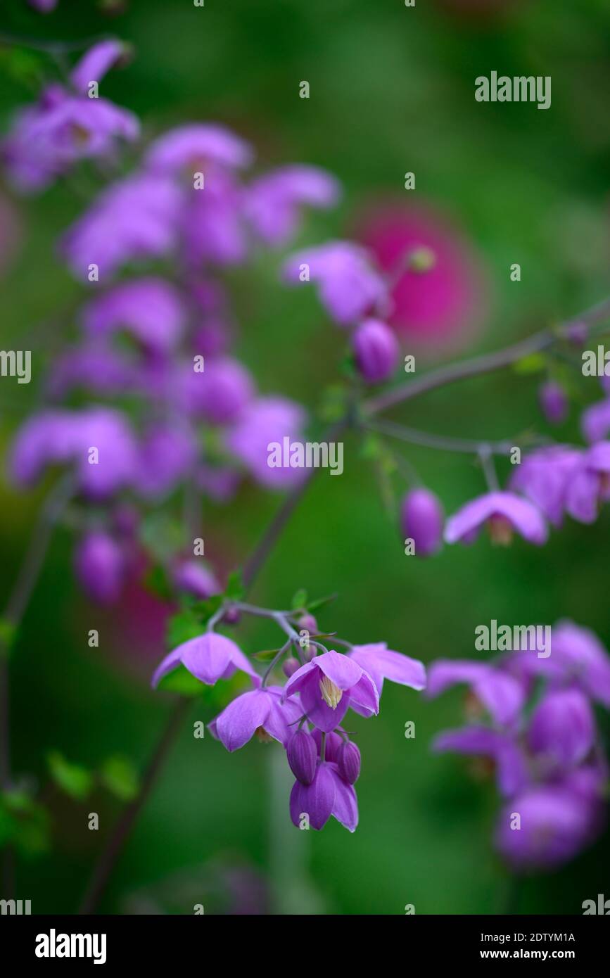 Thalictrum delavayi decorum, purple, lilac,allium, seedheads, seed heads, flowers, flower, flowering, mix, mixed, combination, perennial, perennials, Stock Photo