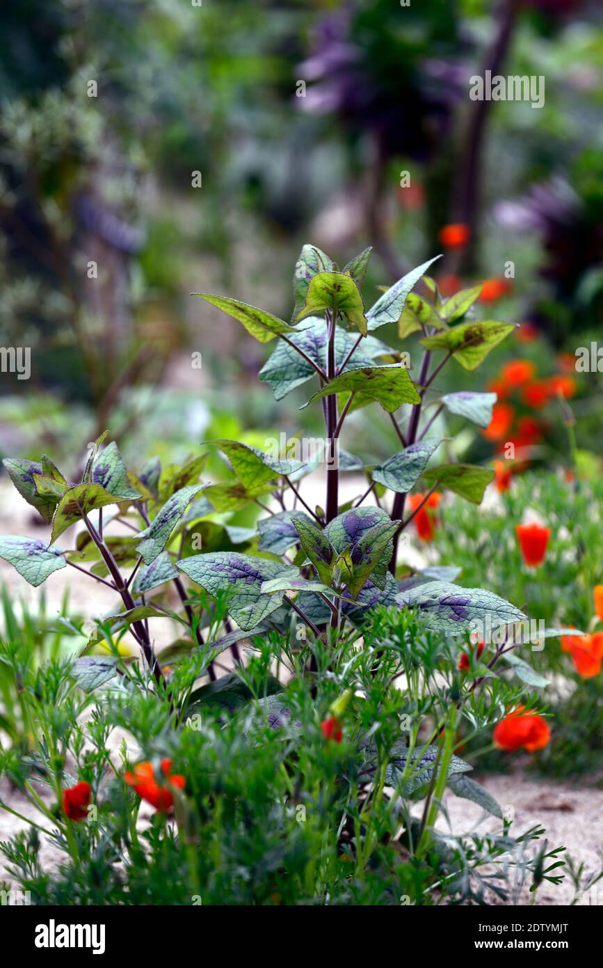 Sage guanajuato hires stock photography and images Alamy