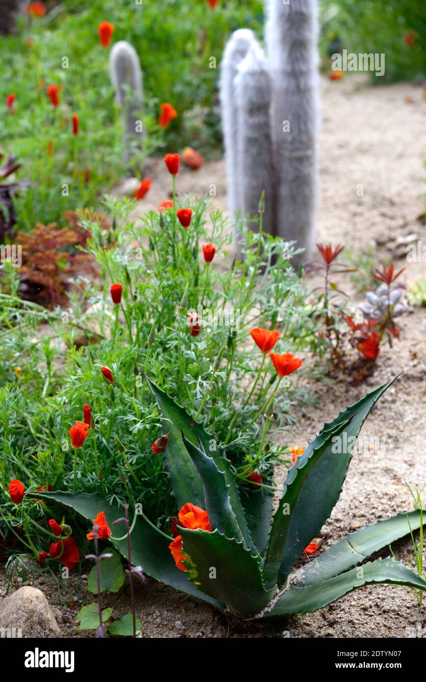 agave americana var americana,Cleistocactus strausii,Eschscholzia californica,century plant,californian poppy,silver torch, wooly torch,cactus,catci, Stock Photo