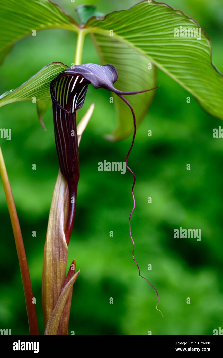 Arisaema costatum,cobra lily,aroid,purple brown white stripes,spathe,long spadix,exotic flower,flowers,flowering,RM floral Stock Photo