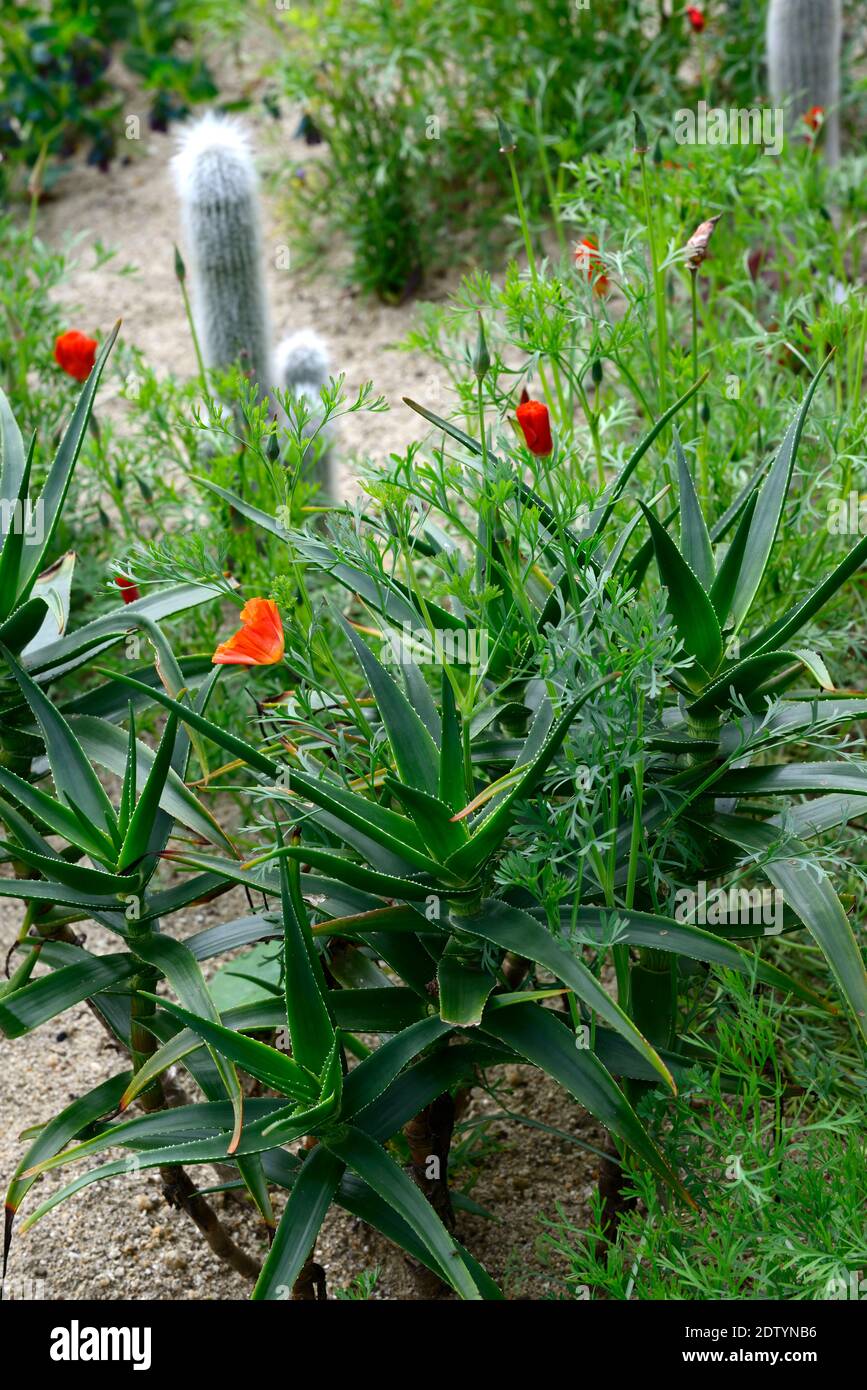 aloe,Cleistocactus strausii,Eschscholzia californica,californian poppy,silver torch, wooly torch,cactus,catci,succulent,succulents,orange flowers, Stock Photo
