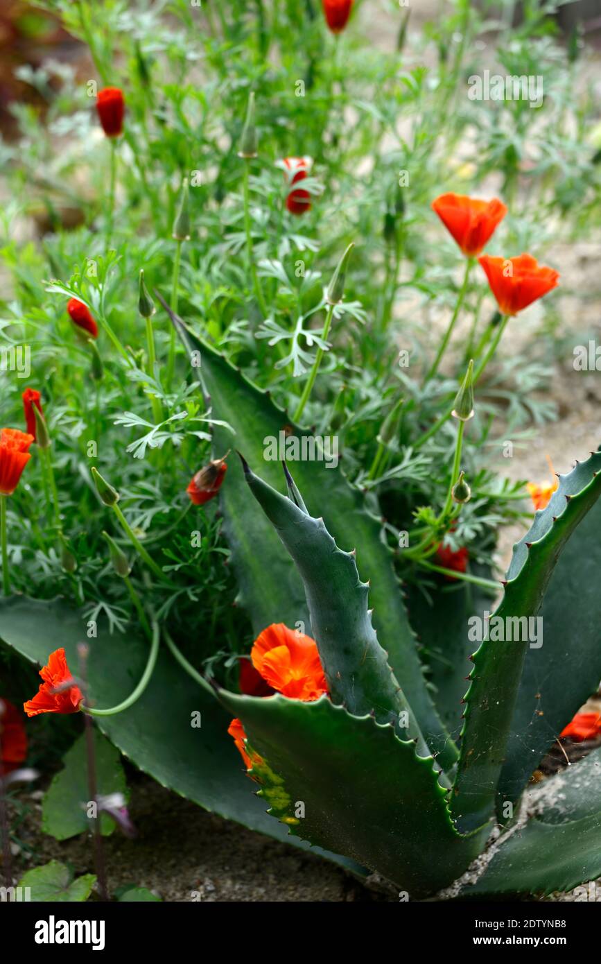 agave americana var americana,Eschscholzia californica,century plant,californian poppy,,cactus