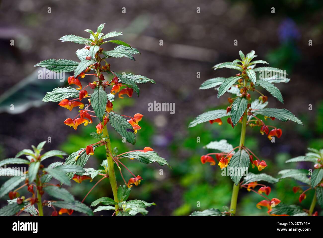 begonia, orange yellow flowers,flower,flowering,shade,shady,shaded,flowering begonia,outdoors,RM Floral Stock Photo