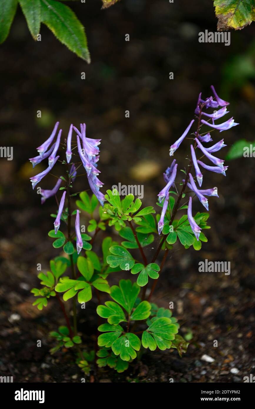 Corydalis schusteriana,lilac flowers,flower,flowering,shade,shady,shaded garden,gardens,RM floral Stock Photo