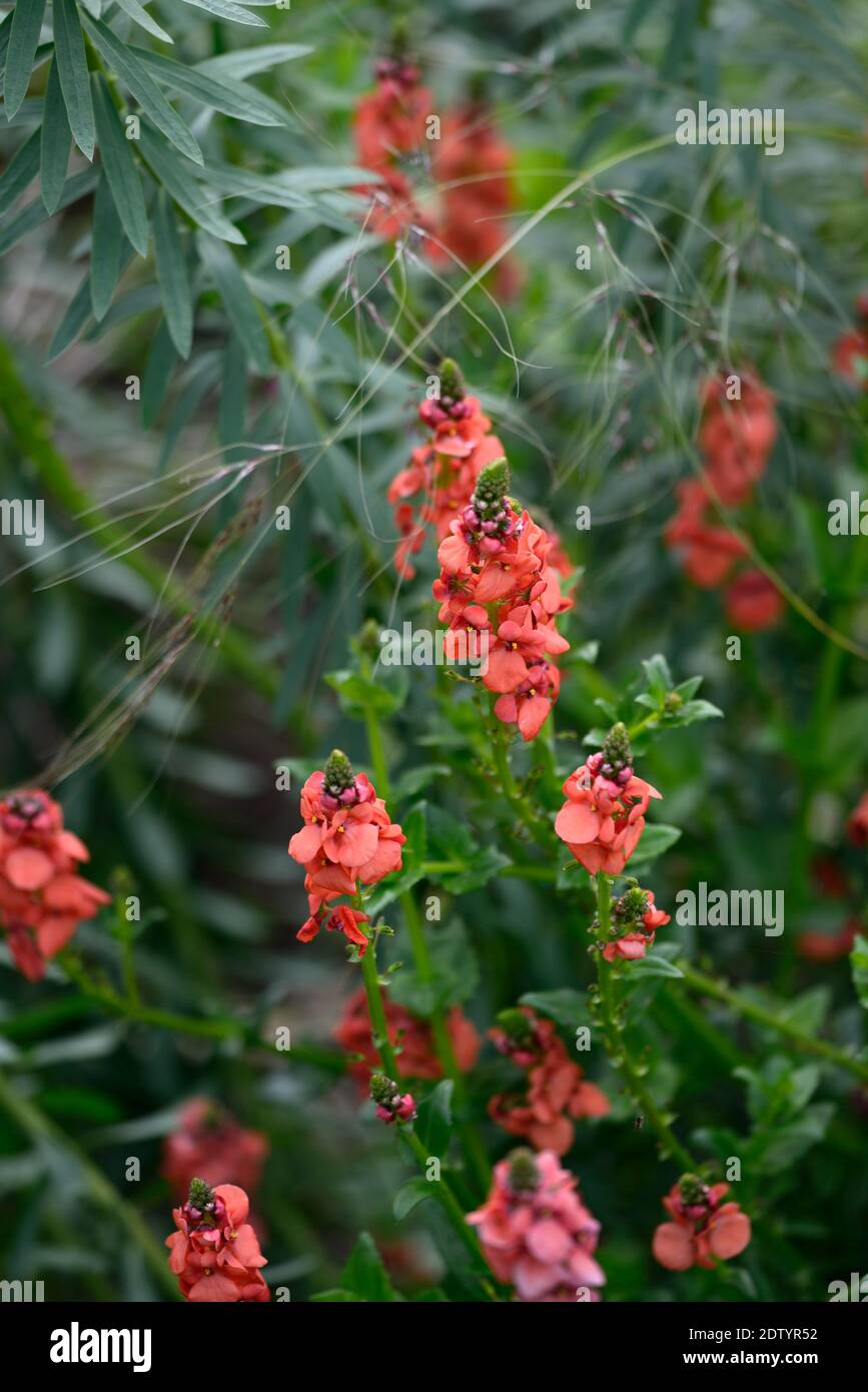Diascia personata Coral Spires,Masked twinspur Coral Spires,coral pink racemes,salmon pink flowers,raceme,spike,spire,spikes,spires,flowering,garden,R Stock Photo