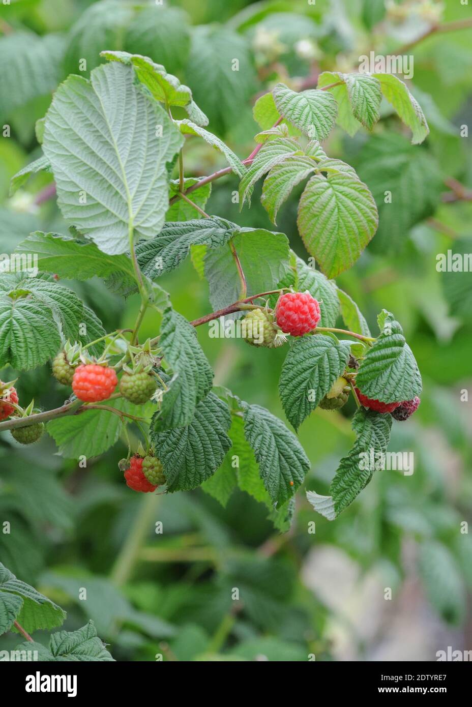 Summer fruiting Raspberry bush ( Rubus idaeus) with ripening fruit. Stock Photo