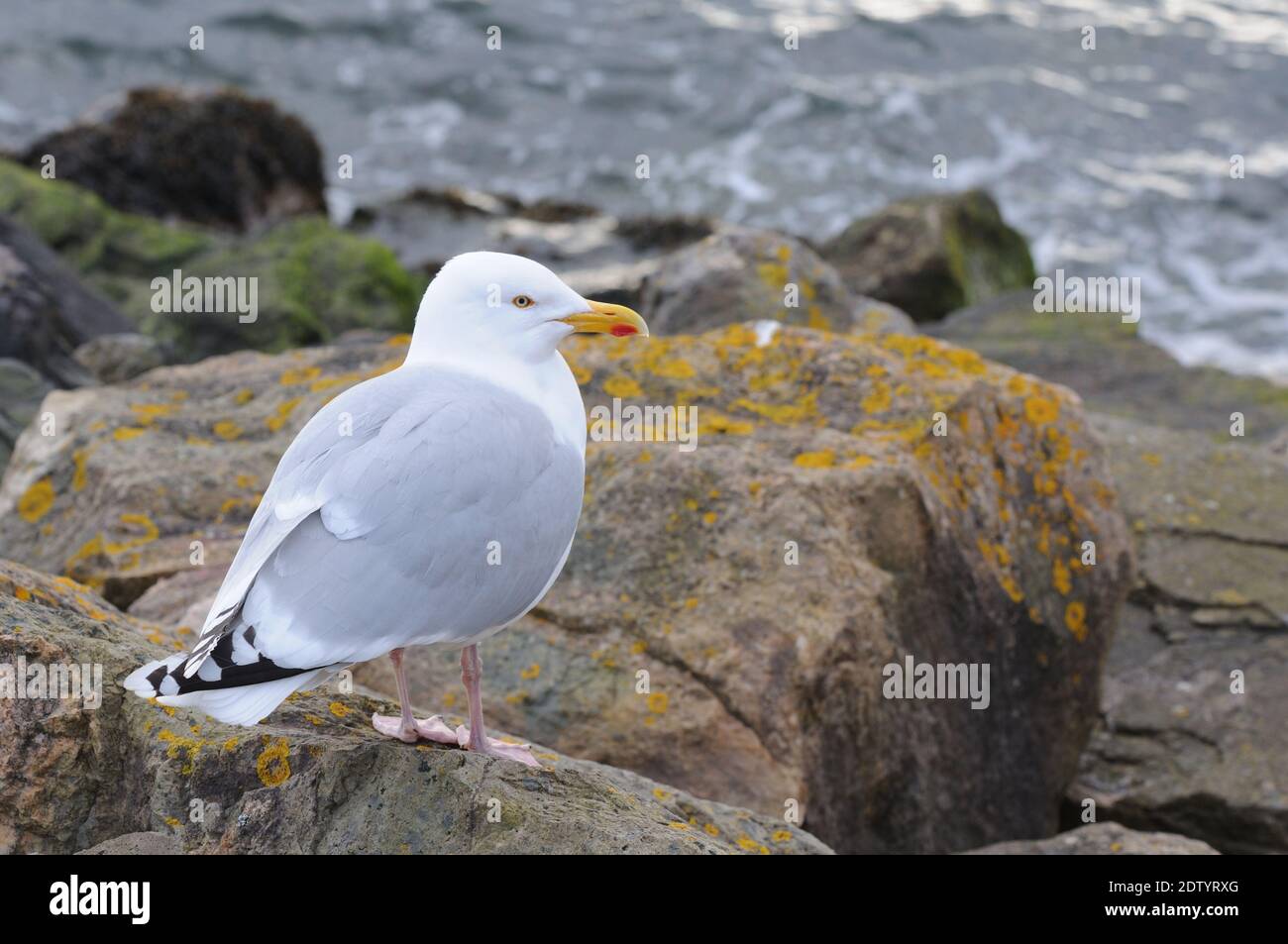 A European Herring Gull (Larus argentatus) standing on rocks by the sea in Scotland, UK, Europe Stock Photo