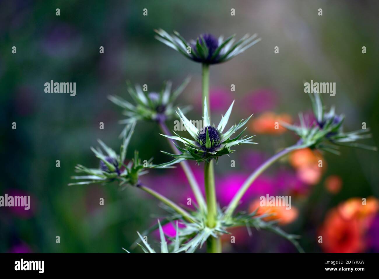 eryngium guatemalense,flowers,flowering,mixed border,ornamental thistle