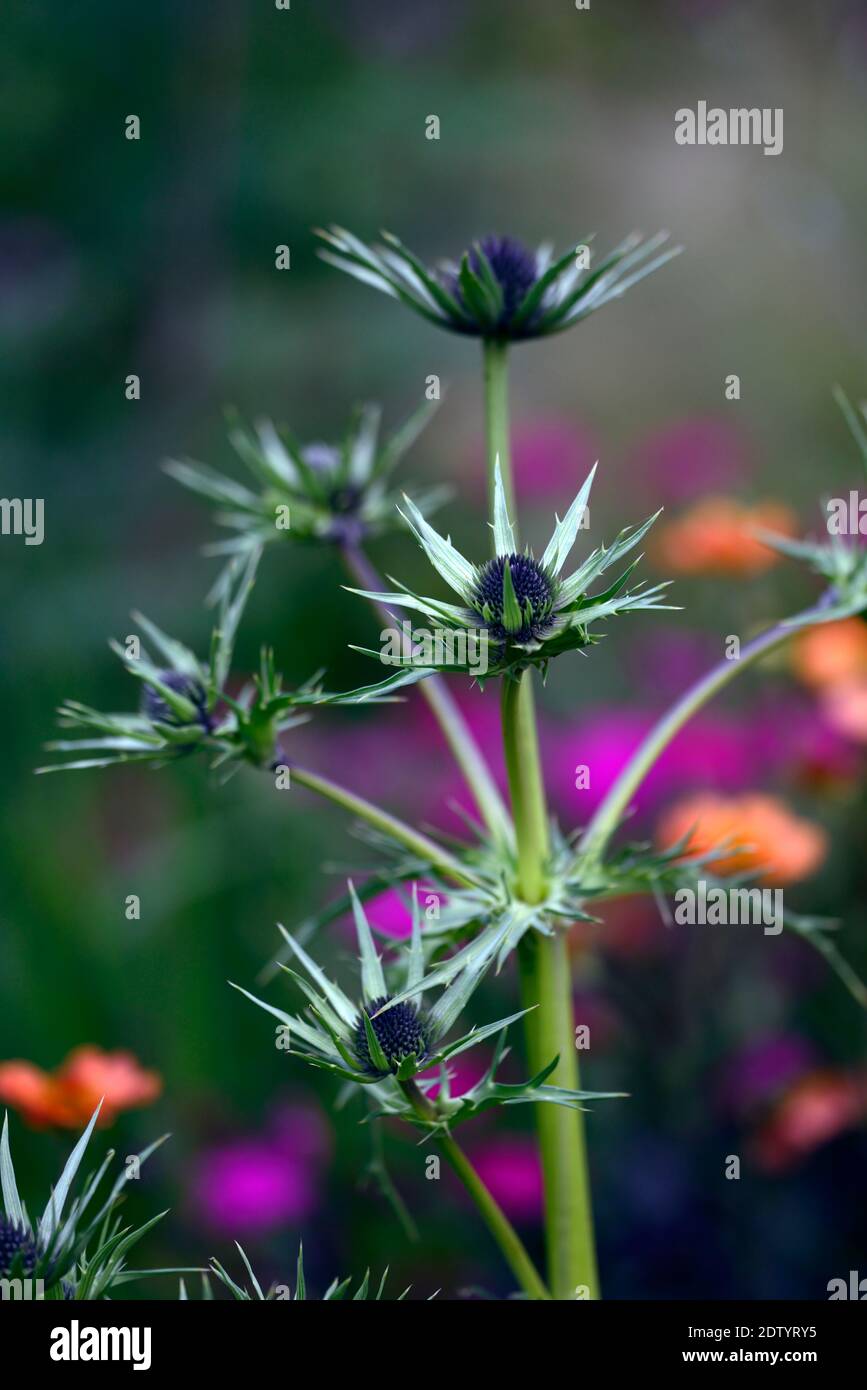 eryngium guatemalense,flowers,flowering,mixed border,ornamental thistle