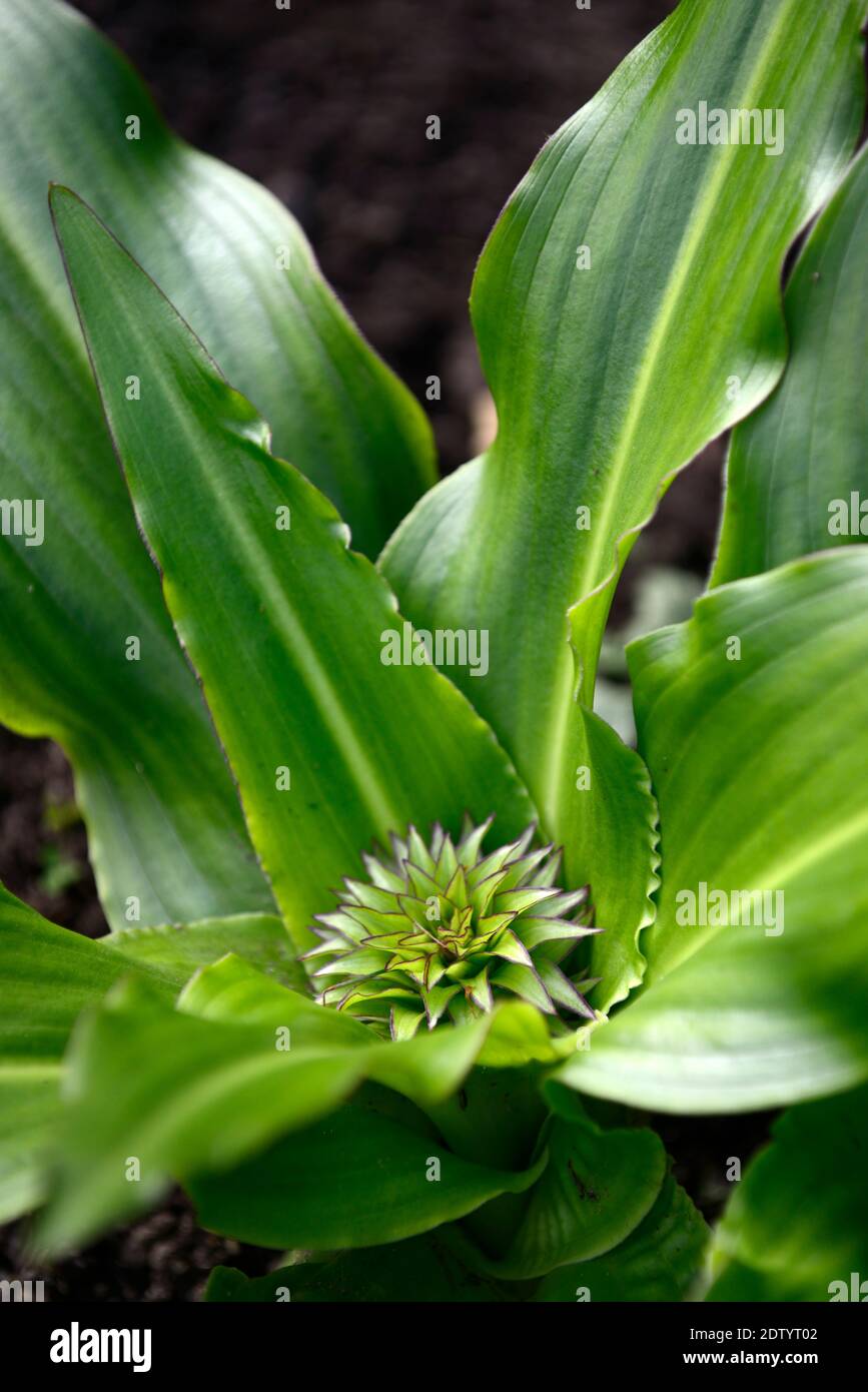 Eucomis bicolor,two-coloured pineapple lily,emerging flower,emerging flowerhead,leaves,foliage,rosette of leaves,leaf rosette,whorl,leaves,foliage,RM Stock Photo