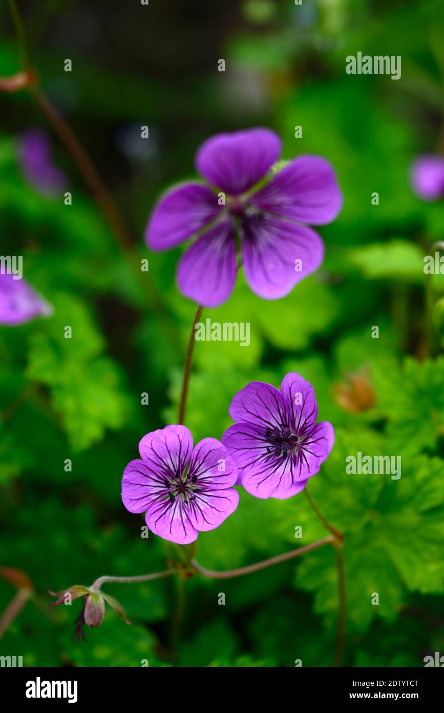 Penny flower hires stock photography and images Alamy