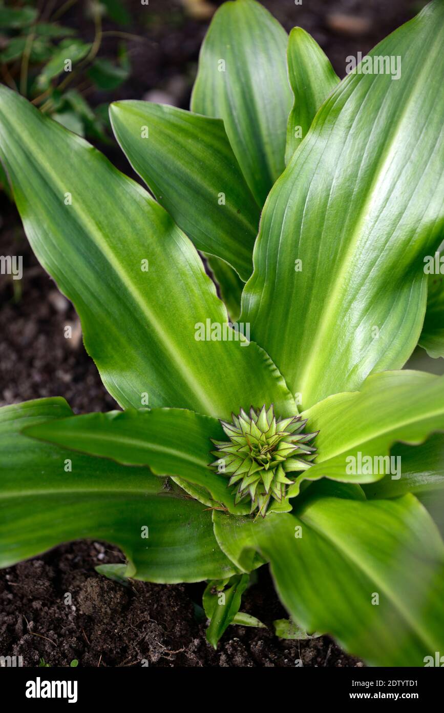 Eucomis bicolor,two-coloured pineapple lily,emerging flower,emerging flowerhead,leaves,foliage,rosette of leaves,leaf rosette,whorl,leaves,foliage,RM Stock Photo