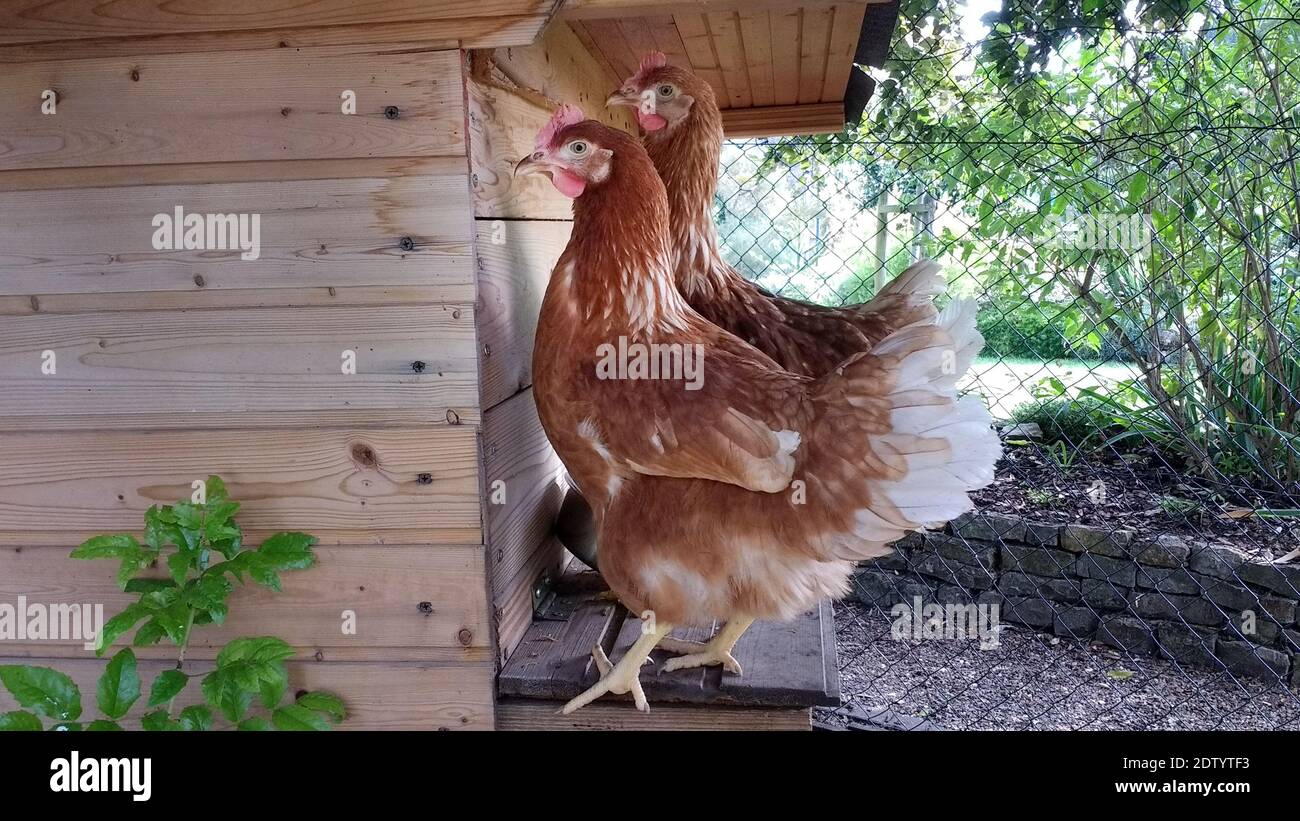 Hens garden spring hi-res stock photography and images - Alamy