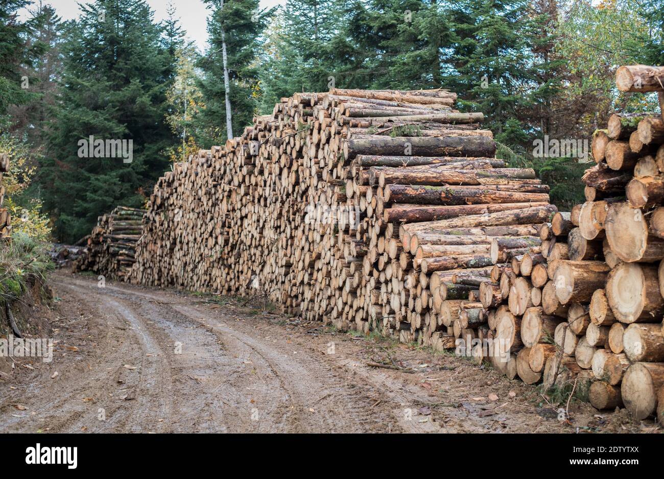 Deforestation. Logs of sawn trees lies on the ground. Deforestation. Ecological catastrophy. Stock Photo