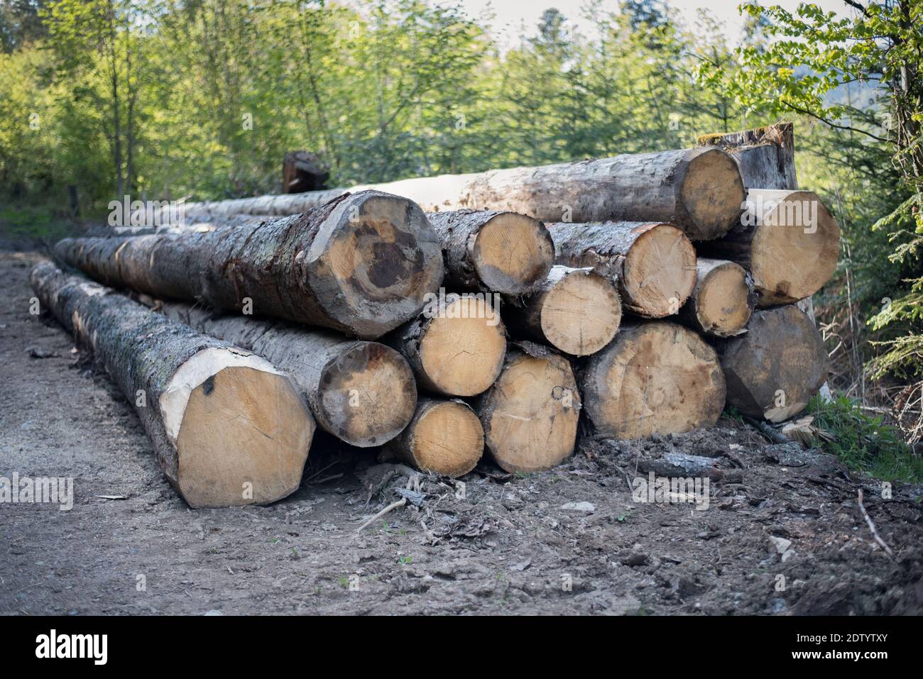 Deforestation. Logs of sawn trees lies on the ground. Deforestation. Ecological catastrophy. Stock Photo