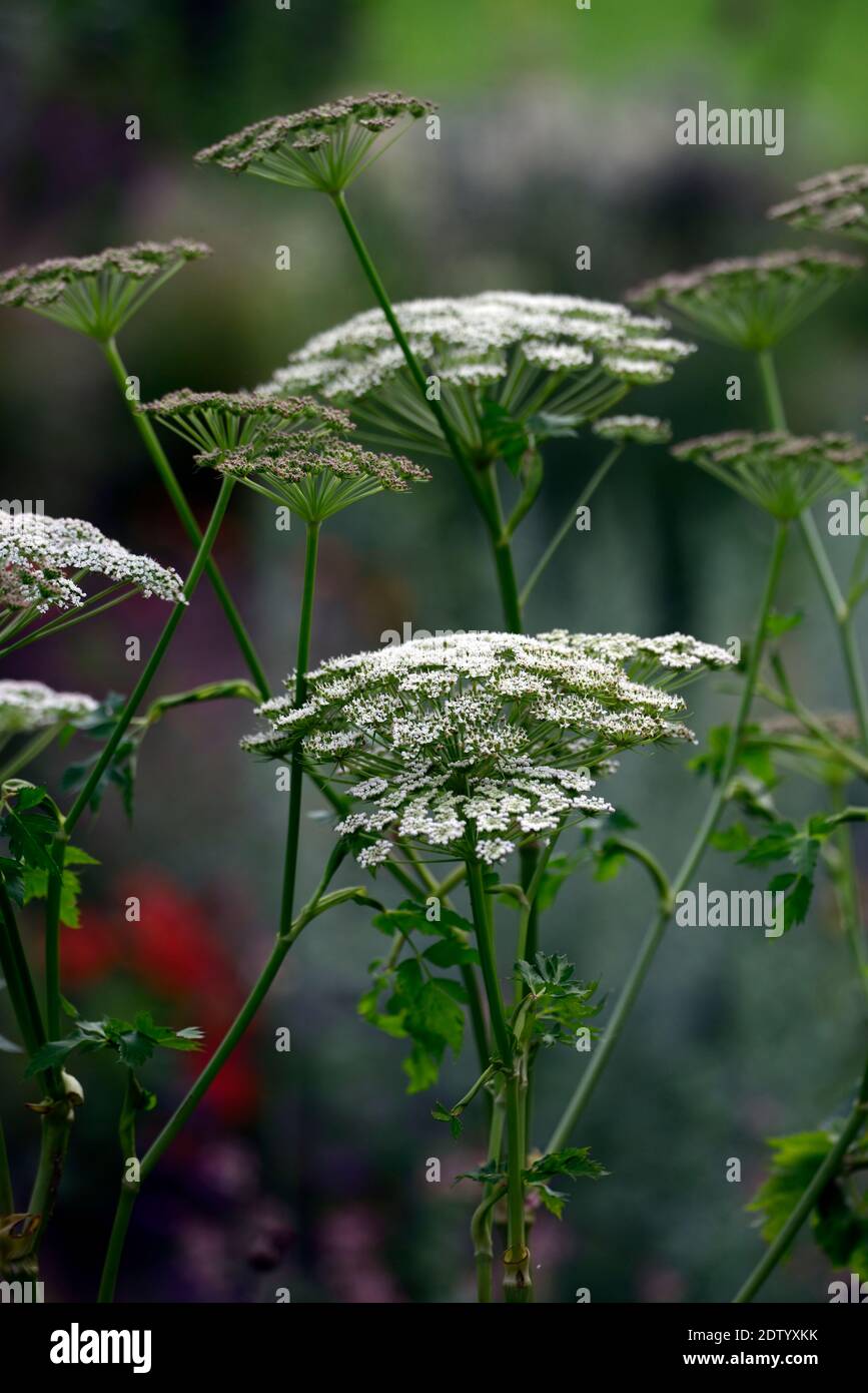Flowering umbel hires stock photography and images Alamy