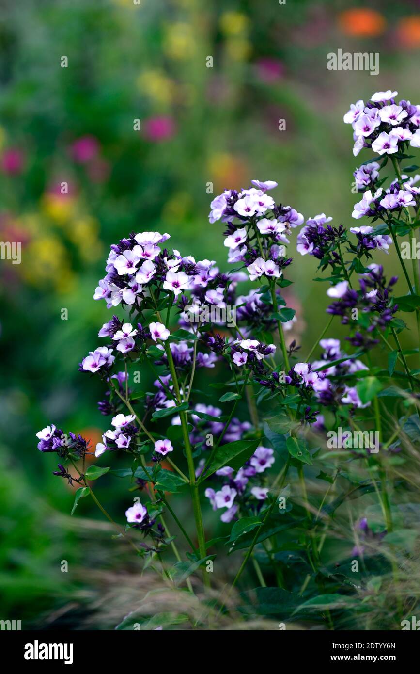 Phlox paniculata Swirly Burly,mixed planting scheme,grass,grasses,perennial,flowers,garden,gardens,RM floral Stock Photo